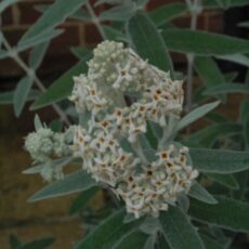 5023242390710 1 Buddleja Silver Anniversary.jpg